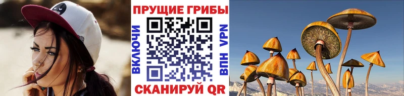 как найти закладки Миллерово Псилоцибиновые грибы мицелий